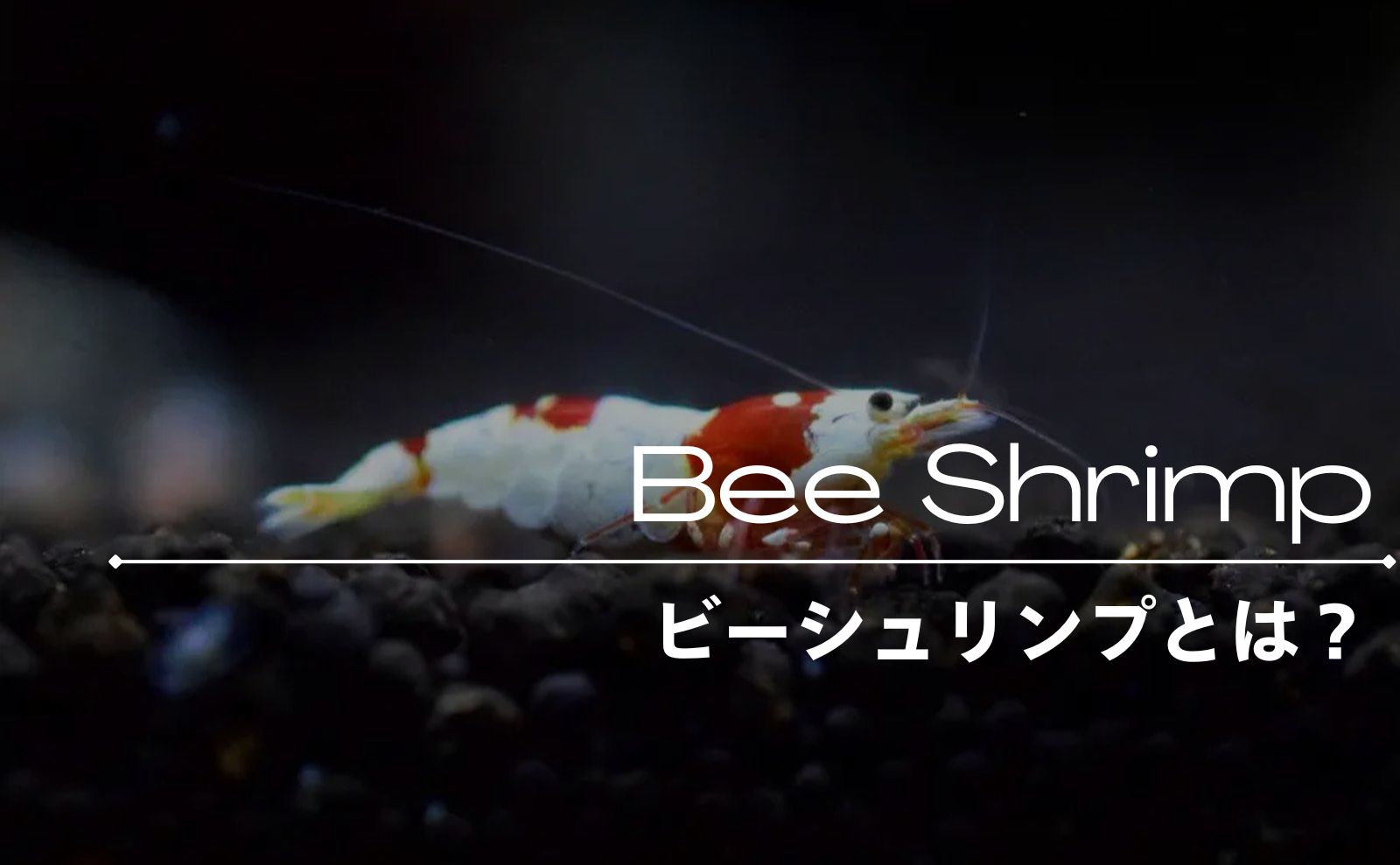 ビーシュリンプとは？種類や値段 グレードを知ろう！