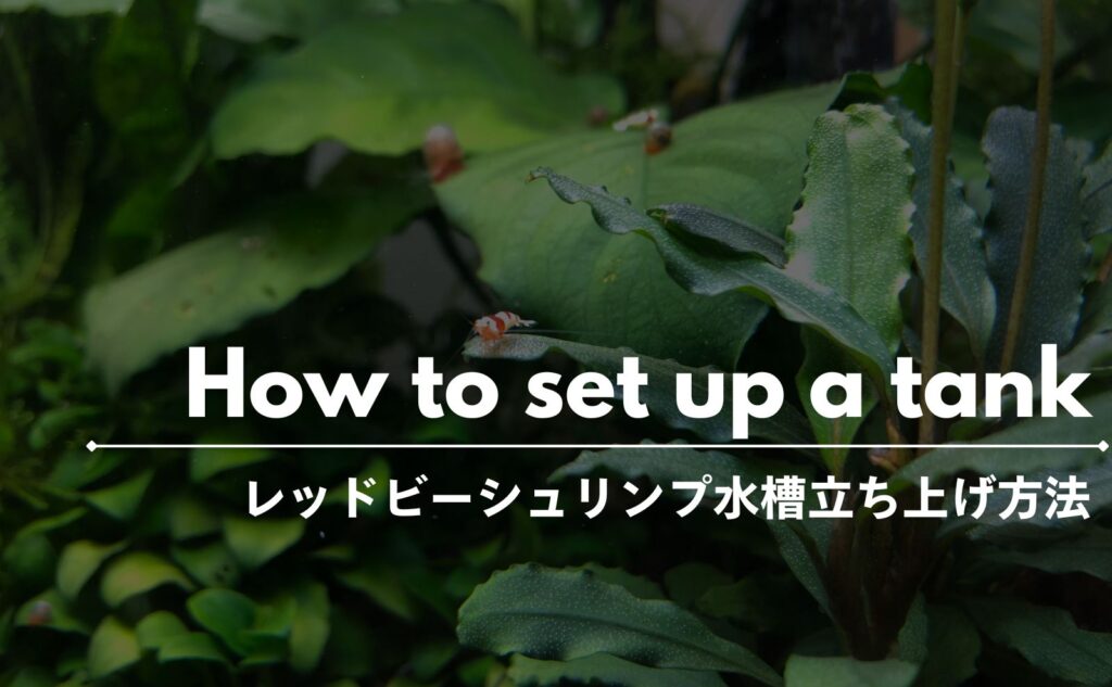 レッドビーシュリンプ水槽の立ち上げ方法｜エビ導入まで | 漆えび論文｜レッドビーシュリンプ飼育サイト