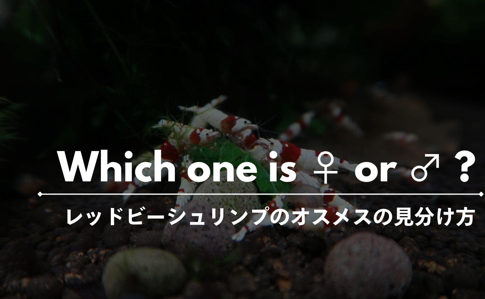 レッドビーシュリンプのオスメスの見分け方