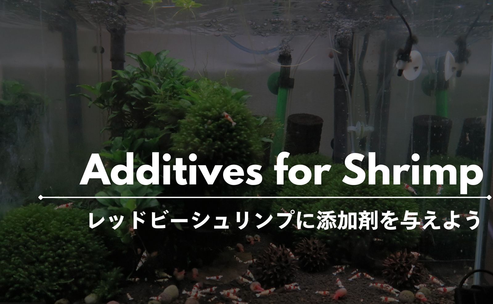 レッドビーシュリンプに添加剤を！添加剤が必要な理由