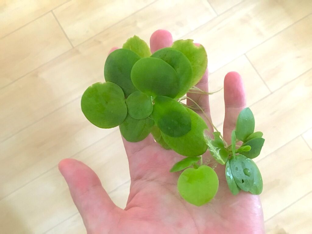 水面の浮草も夏には注意