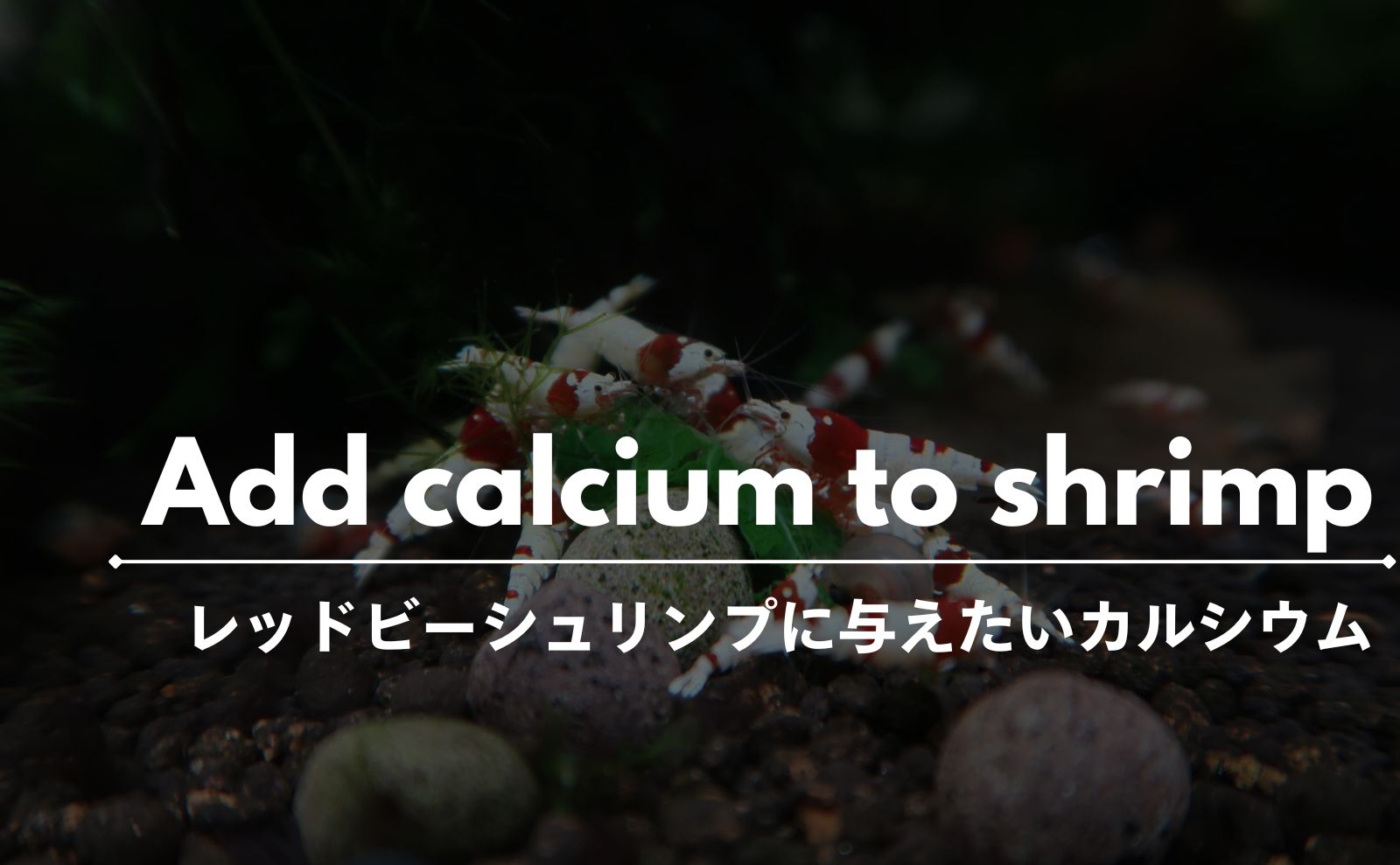 レッドビーシュリンプにカルシウム剤を与えよう！使い方と注意点