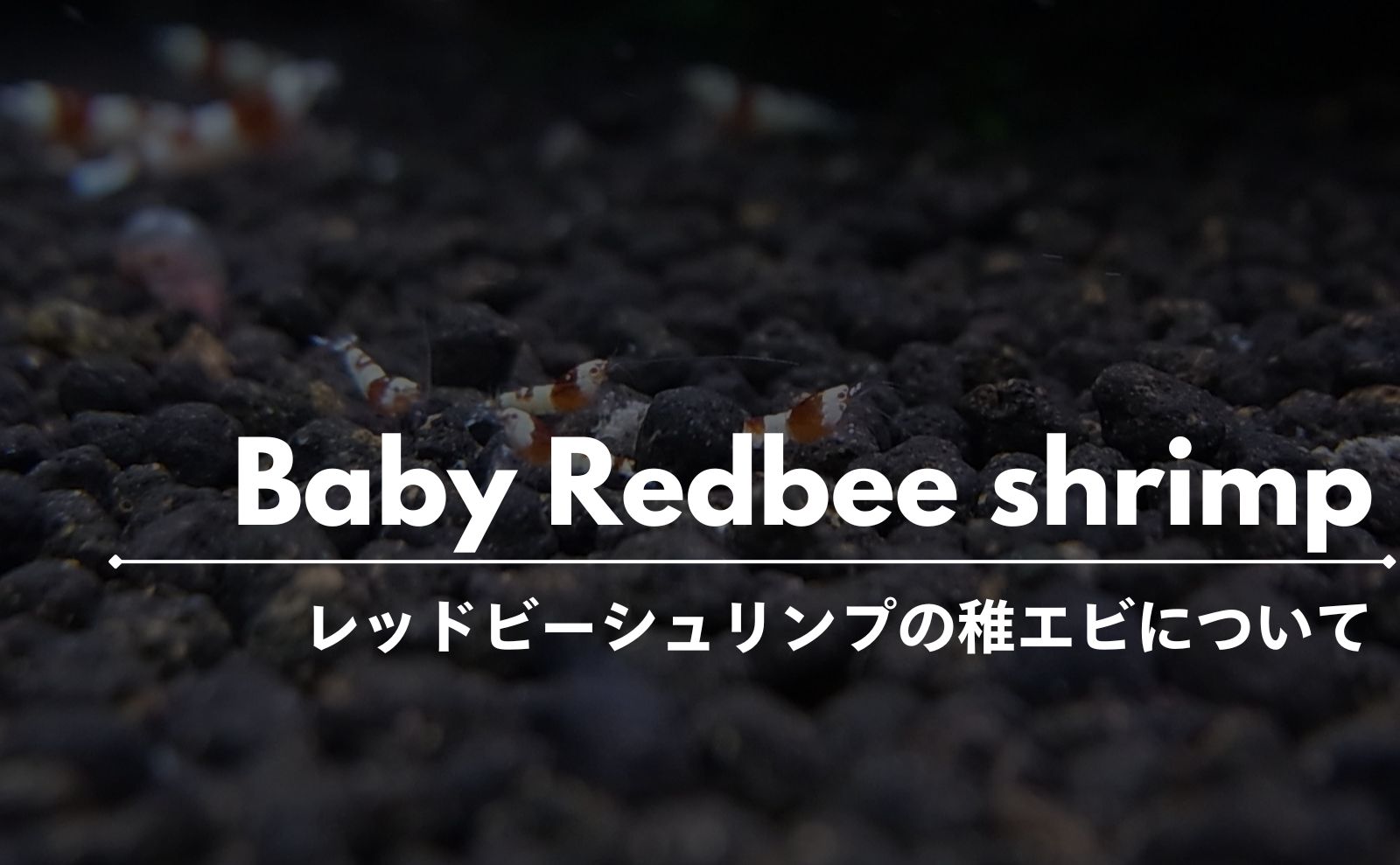 レッドビーシュリンプ 稚エビの育て方｜生存率を上げる方法 漆えび論文｜レッドビーシュリンプ飼育サイト