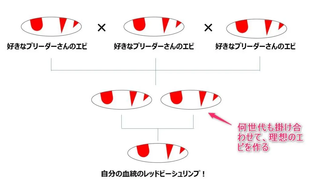 自分のレッドビーシュリンプの血統を作る