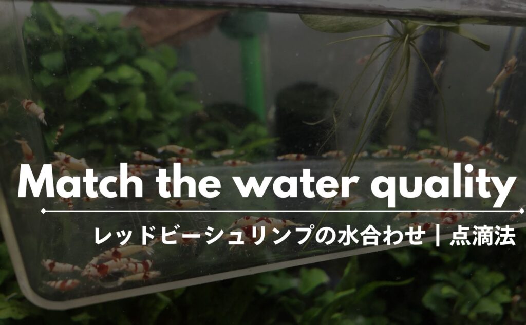 レッドビーシュリンプの水合わせ法｜漆えび流