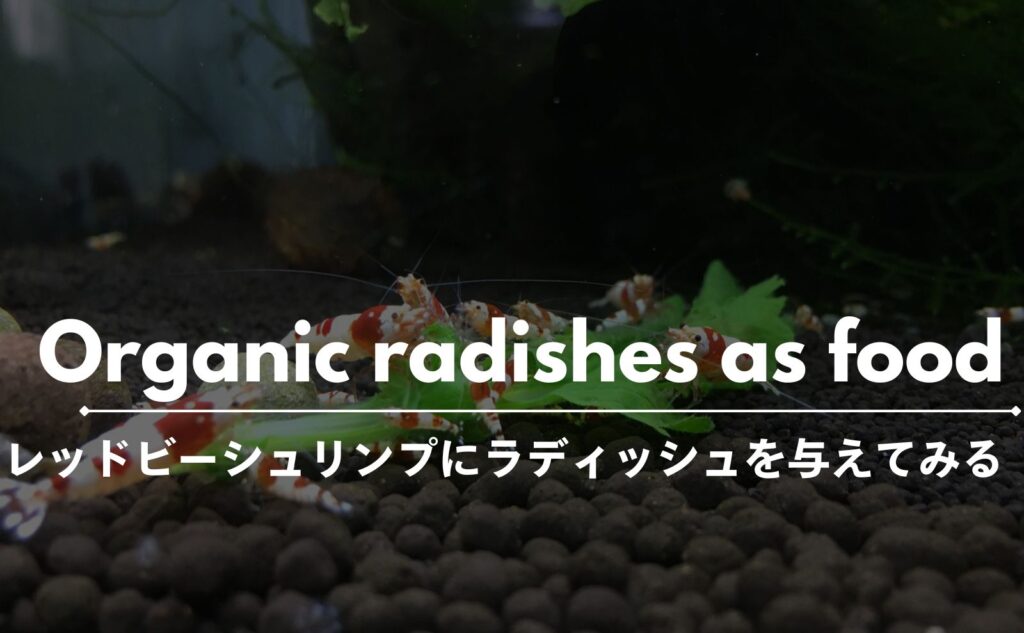 レッドビーシュリンプのおやつ｜ラディッシュを無農薬で与えよう