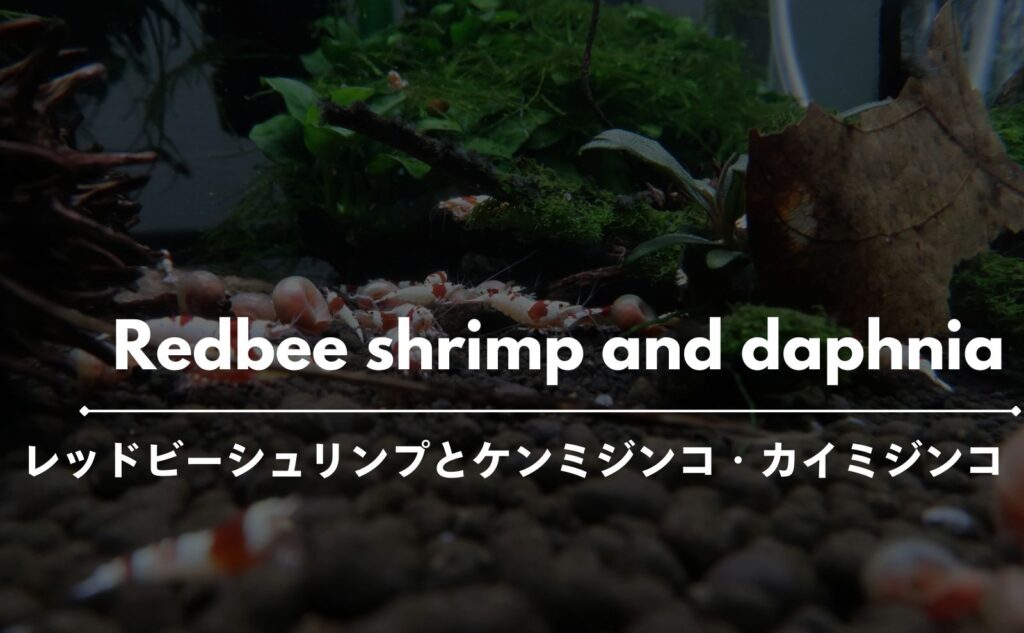 レッドビーシュリンプ水槽の指標『ケンミジンコ』と駆除したい『カイミジンコ』